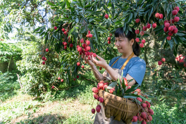 An Asian woman farmer was picking red ripe lychees with a basket