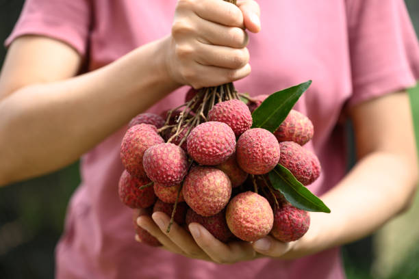 Lychee fruit holding by woman hand, Tropical fruit in summer season