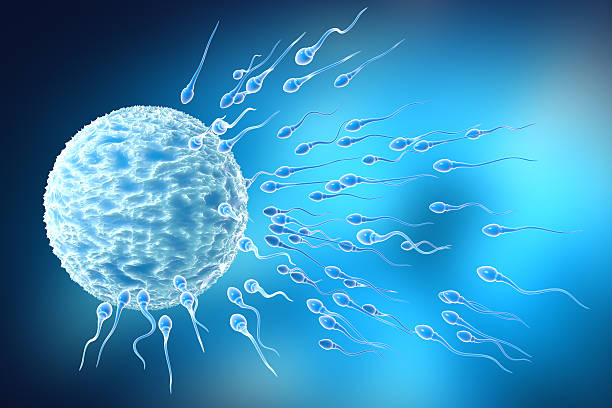 Human sperms aspiring to human cell. Digitally generated image.