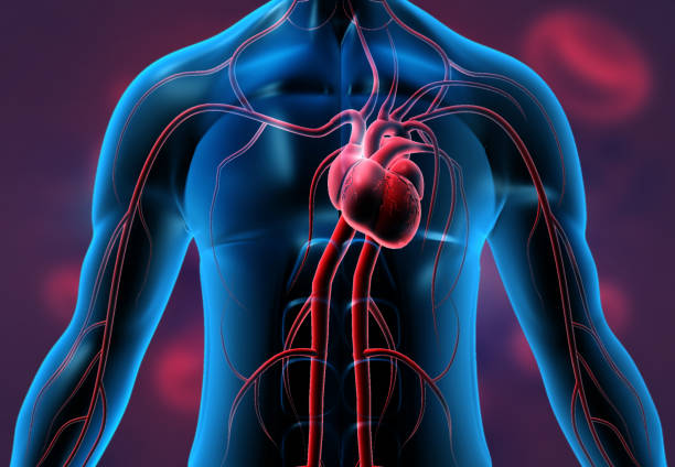 Heart in transparent human body. 3d illustration