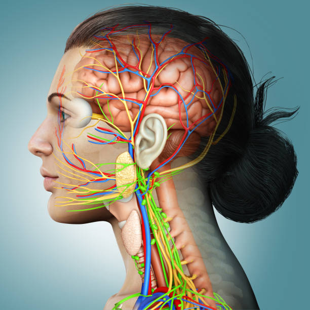 3d rendered medically accurate illustration of a female brain anatomy