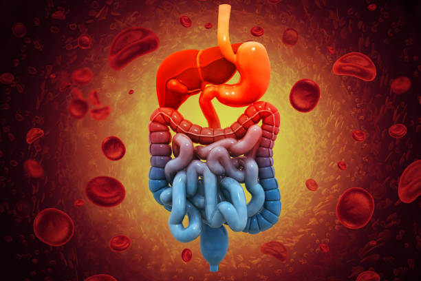 Human digestive system on scientific background. 3d illustration