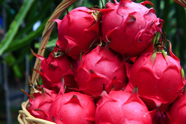 Dragon fruit hanging in a tree