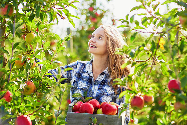 सेब खाने के जबरदस्त फायदे जानिए हेल्थ के लिए कितना जरूरी है Amazing benefits of eating apple, know how important it is for health