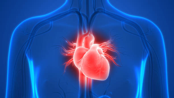 3D Illustration of Human Heart Anatomy