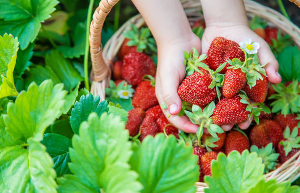 Amazing Benefits of Eating Strawberries