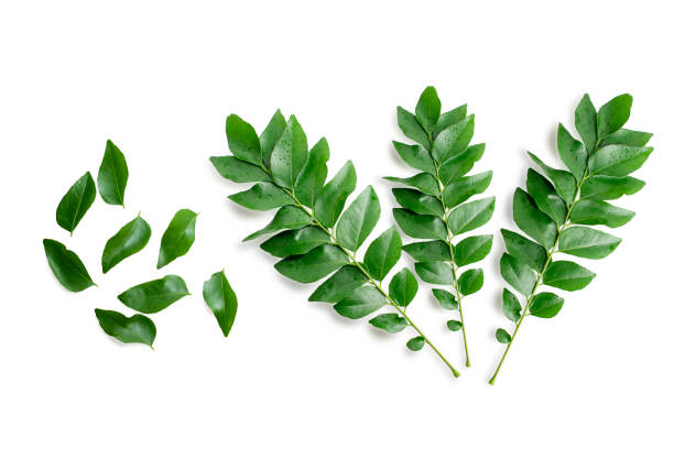 Curry Leaves