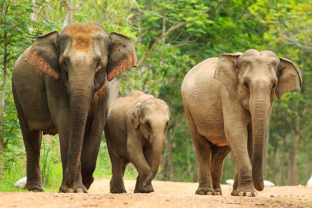 Asian elephant in Thailand How Does an Elephant Stay Fit & How Much Water Does It Drink in a Day