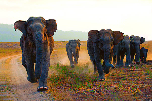 How Does an Elephant Stay Fit & How Much Water Does It Drink in a Day