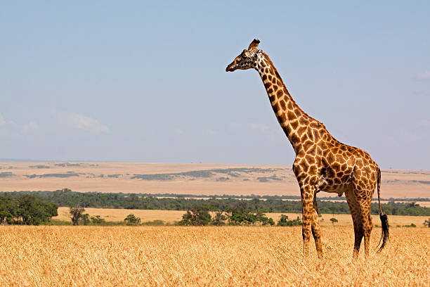 When Do Giraffes Get Sick and How Do They Heal Without Doctors