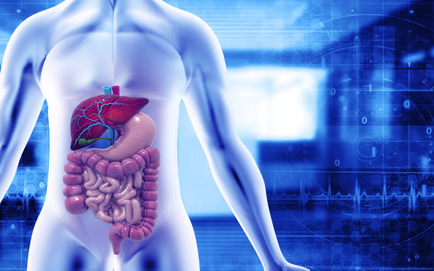 How Long Does It Take to Digest Food A Complete Guide to the Digestion Process & Tips for Better Gut Health