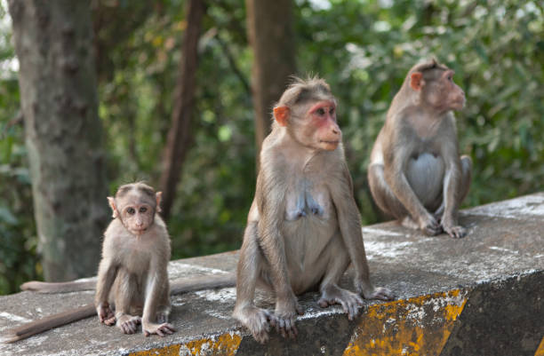 What do monkeys do during their periods