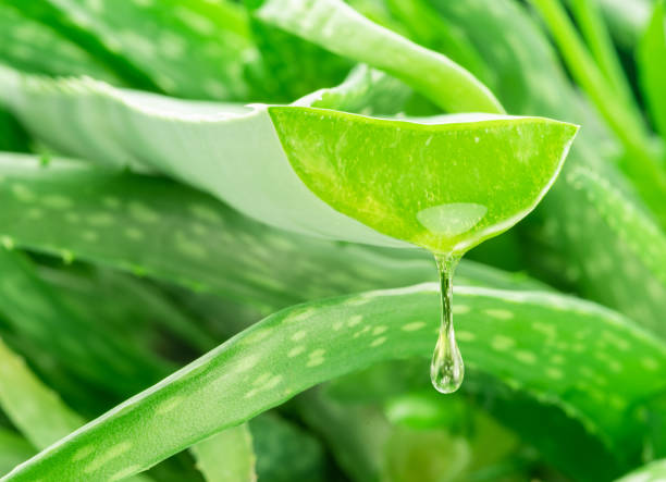 Amla vs Aloe Vera What’s better for hair growth