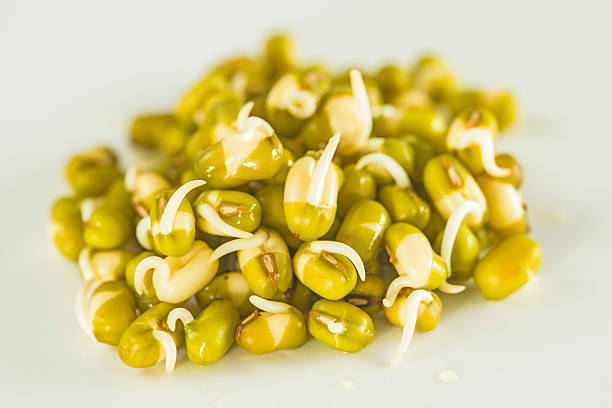 What Happens When You Eat Sprouts for Breakfast Every Day