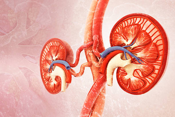 This vitamin supplement may help you heal your kidneys