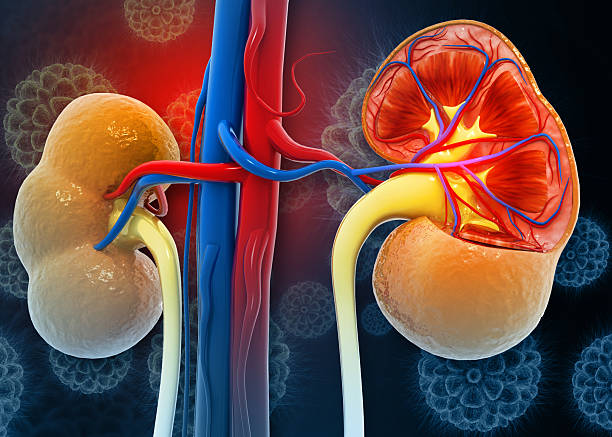 This vitamin supplement may help you heal your kidneys