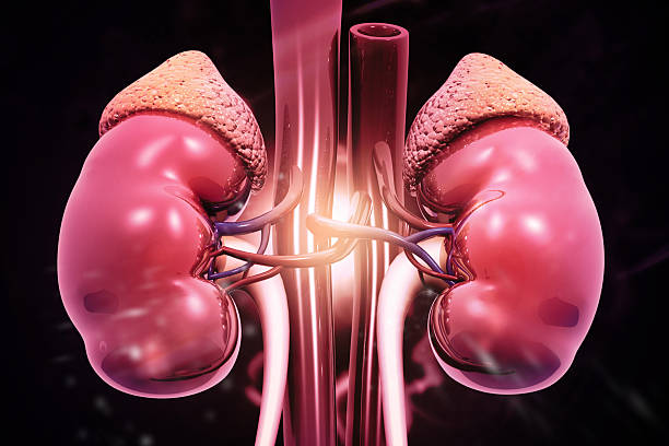 This vitamin supplement may help you heal your kidneys